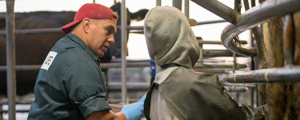 Farm4Life-image-of-Tanagrpa-Walker-and-farm-worker-miling-cows